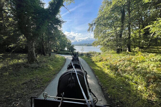 1 Hour Guided Carriage Tour in Killarney National Park - Key things to know before you go