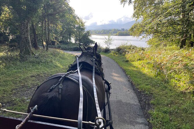 1 Hour Guided Carriage Tour in Killarney National Park - Horse care, atmosphere, and the “quintessential Irish” feel