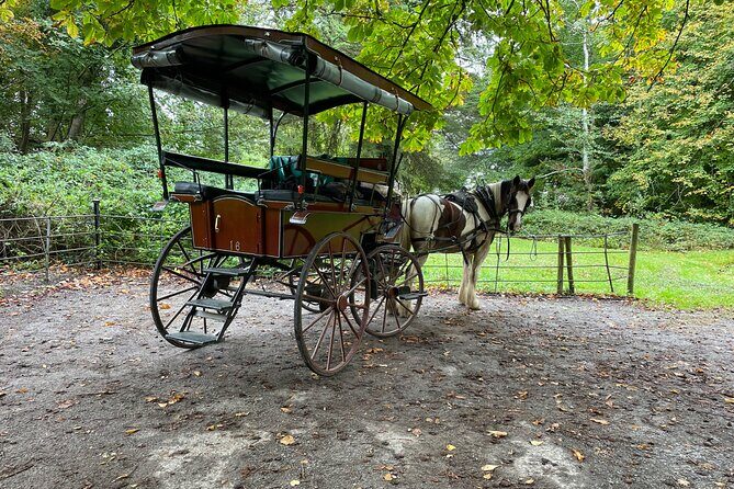 1 Hour Guided Carriage Tour in Killarney National Park - The driver, the pace, and why it feels more personal than a bus