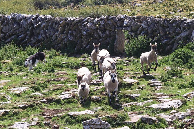 8 Day Emerald Explorer Small Group of tour of Ireland - Day 4: Slea Head Drive stops you’ll remember