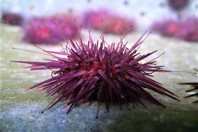 Abalone farm tour and tasting with coastal seaweed walk. Guided. 2 hours - Coastal seaweed walk: learning what grows where (and what to do with it)