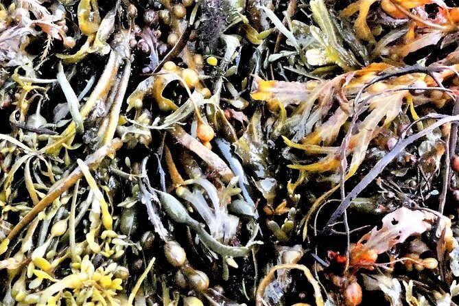Abalone farm tour and tasting with coastal seaweed walk. Guided. 2 hours - Inside Mungo Murphy’s Seaweed Co: sustainable aquaculture in action