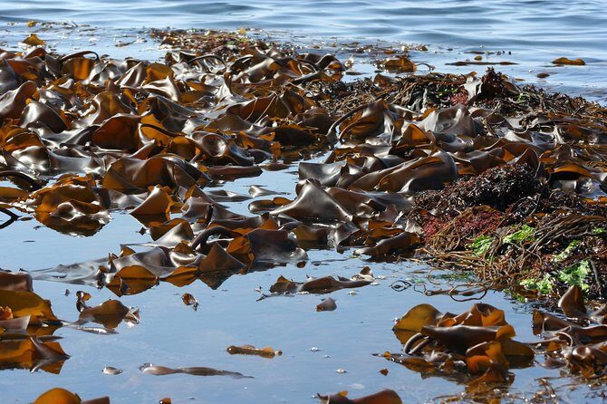 Abalone farm tour and tasting with coastal seaweed walk. Guided. 2 hours - The tasting: seaweed salads, sashimi-style abalone, and cooked dishes