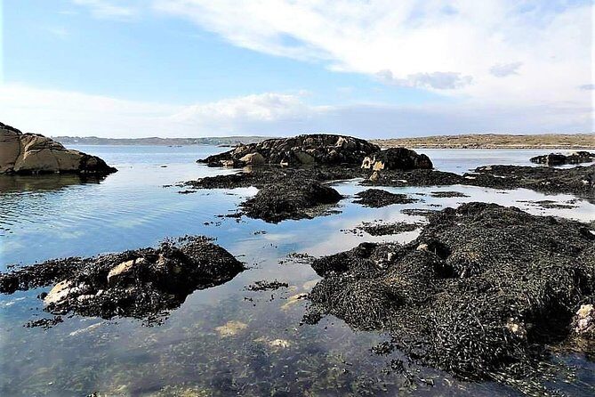 Abalone farm tour and tasting with coastal seaweed walk. Guided. 2 hours - Price and value: what $108.79 really buys you