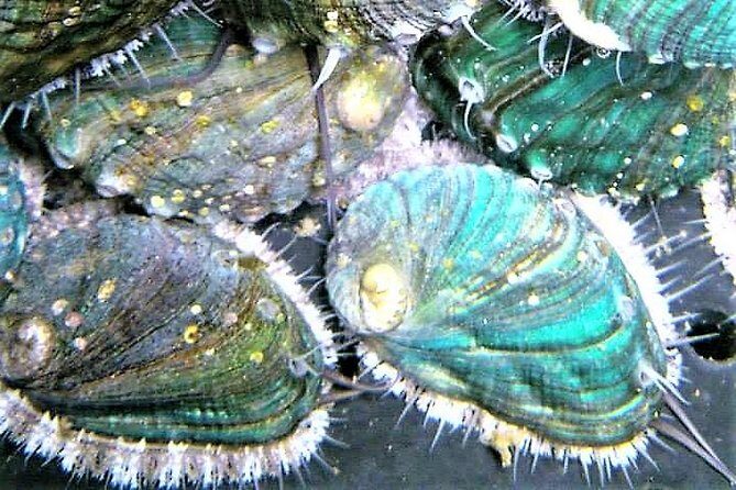Abalone farm tour and tasting with coastal seaweed walk. Guided. 2 hours - Getting to Ballintleva: the simple logistics that matter
