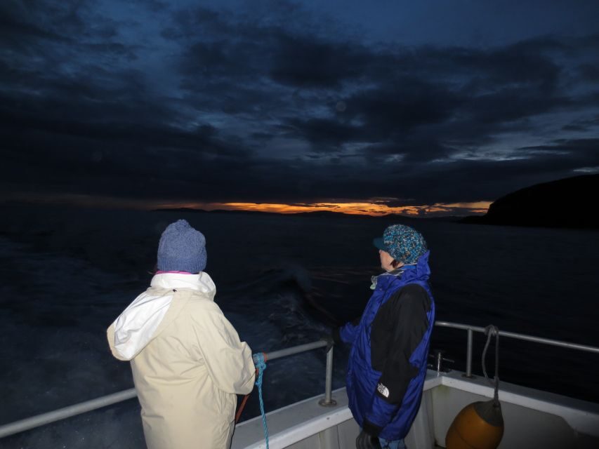 Baltimore Harbor: Sunset Cruise to Fastnet Rock Lighthouse - Wildlife spotting: what you might see and how to do it safely