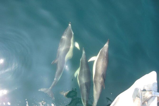 Blasket Island Eco Tour. - Wildlife odds: how to get the most from your spotting time