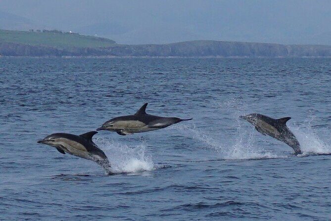 Blasket Island Eco Tour. - The guided coast cruise past Slea Head and the Blaskets
