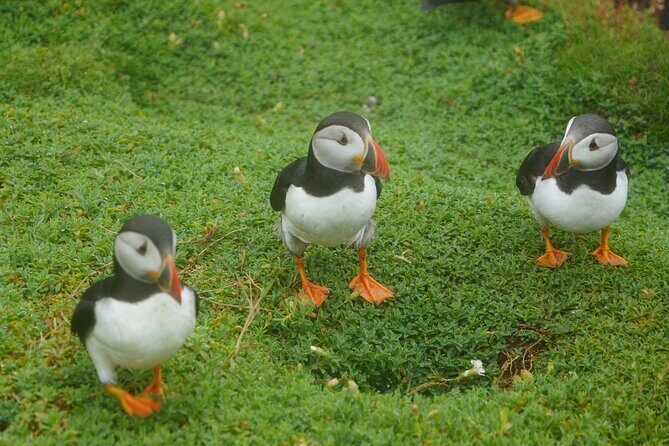 Blasket Island Sea Life Rib Tour, - Learning from skippers David and Nathan: questions make it better