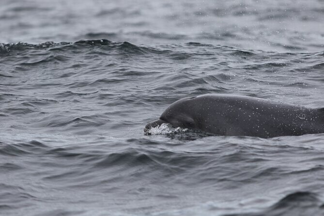 Blasket Island Sea Life Rib Tour, - Who should book the Blasket Island Sea Life Rib Tour?
