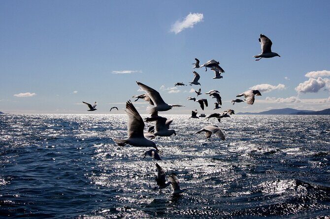 Boat Tour of Dingle Peninsula - Dolphins in Dingle Bay: How to Think About the Wildlife Moment