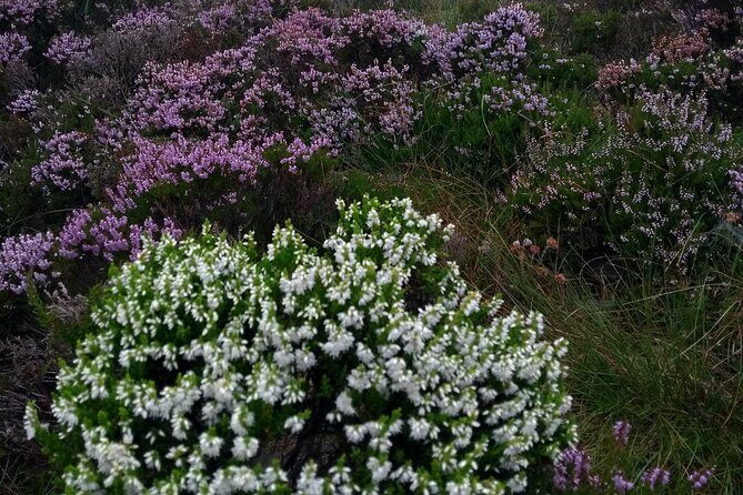 Bog Safari Hike - Entering Ballyannon: A Simple Start for a Scenic Hour-Plus Walk