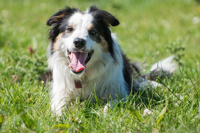 Caherconnell Fort & Sheepdog Demonstrations - Quick hits before you go