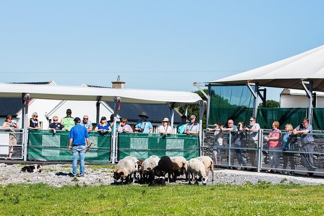 Caherconnell Fort & Sheepdog Demonstrations - Border collies and their shepherd: what you’ll learn (fast)