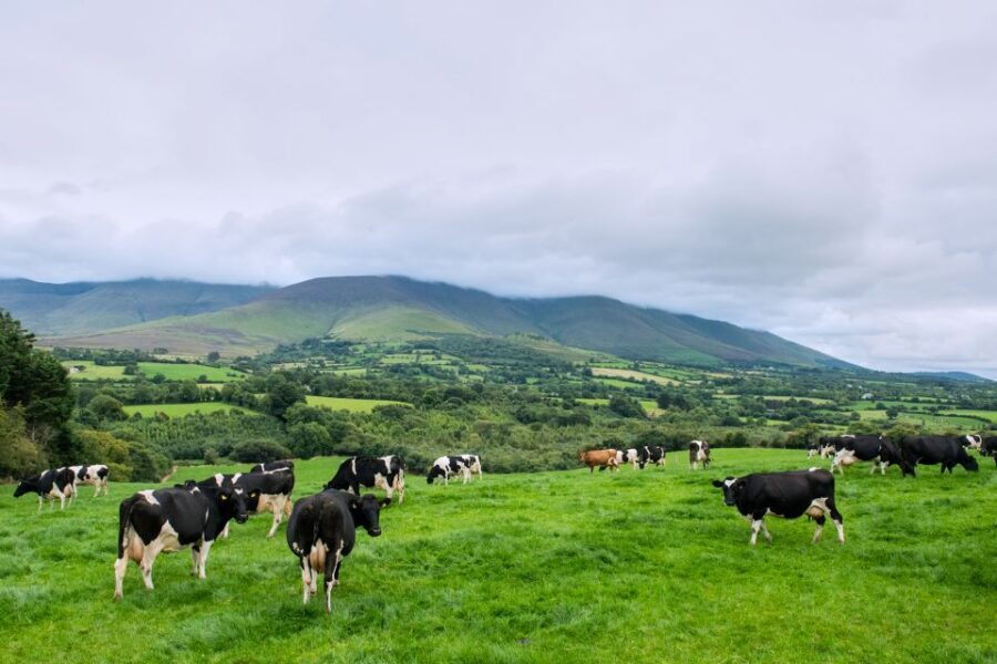 Cliffs of Moher and Blarney 2-Day Tour from Dublin - Cork and the English Market: where lunch can turn into a plan