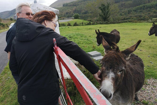 Cliffs of Moher & Galway Bay private tour or Galway city day trip - Key points at a glance