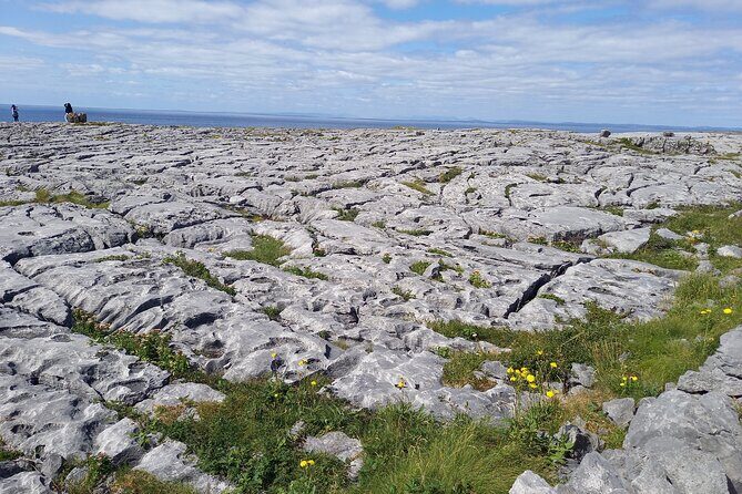 Cliffs of Moher & Sheepdog Demonstrations from Galway - Newtown Castle and Poulnabrone Dolmen: Burren Highlights Without the Rush
