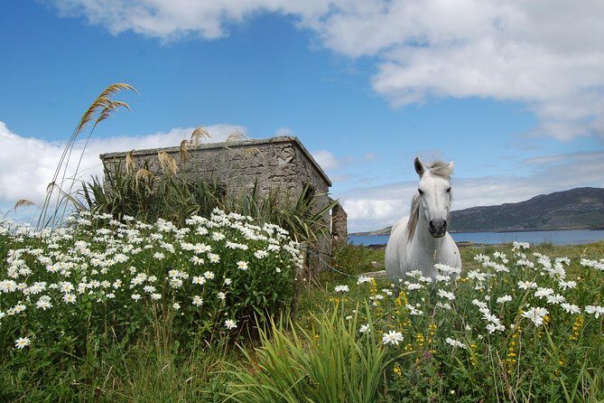 Connemara & Connemara National Park day tour from Galway. Guided. - The drive through Connemara: peatlands, dry-stone walls, and Atlantic air
