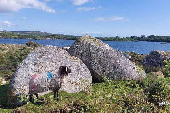 Connemara Sheep Farm experience & Kylemore Abbey by Lux Limousine - Connemara by car: Killary Fjord, bogland, Leenane, and the Wild Atlantic Way