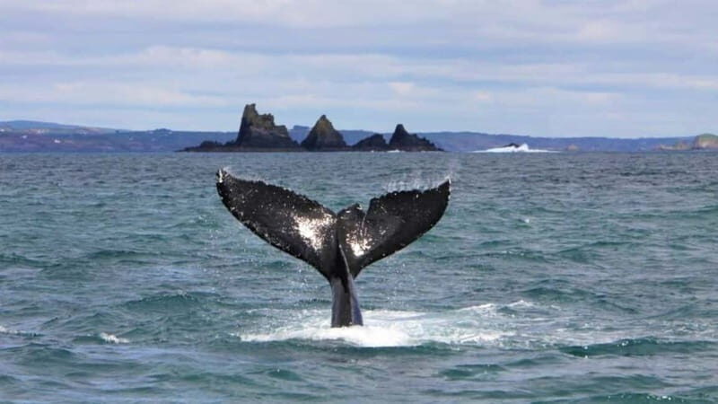 Cork: Fastnet Rock Lighthouse and Cape Clear Island Tour - Walking Trails, Lookouts, and Stone Landmarks You Can Feel in Your Legs