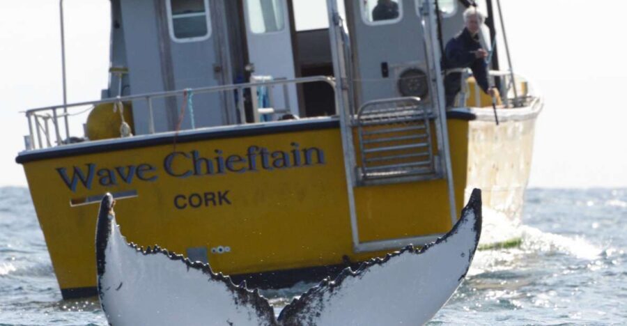 County Cork: Whale & Dolphin Watching Boat Trip - Key things you’ll want to know about the Wave Chieftain trip