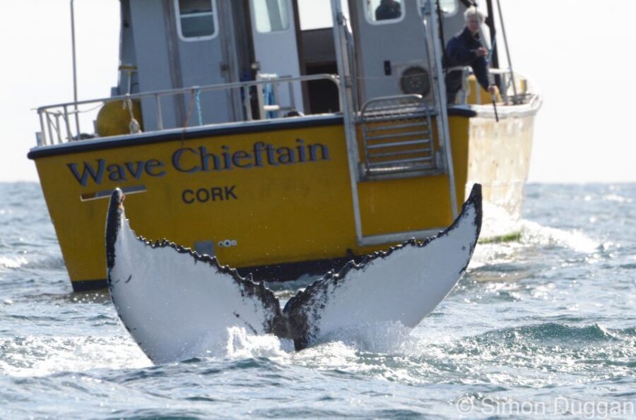 County Cork: Whale & Dolphin Watching Boat Trip - Meet Captain Gerry: the wildlife-spotting brain on the boat