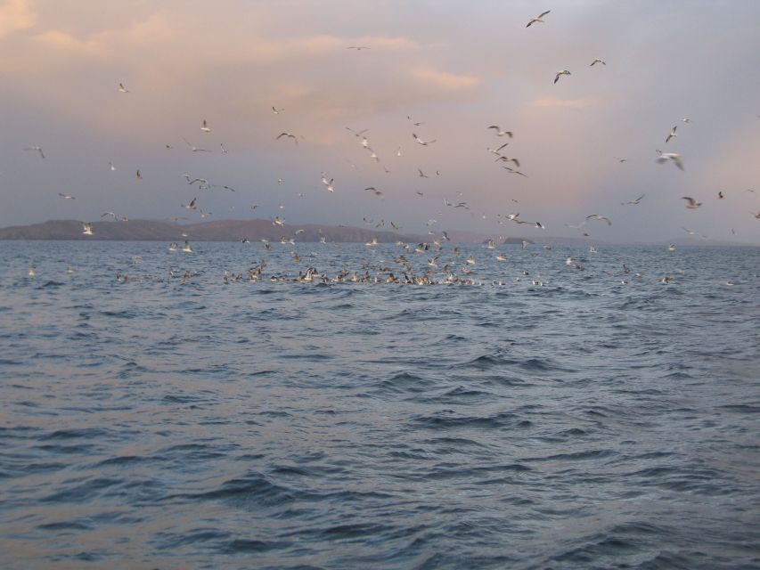County Cork: Whale & Dolphin Watching Boat Trip - What you might see: whales, dolphins, seals, plus bonus species
