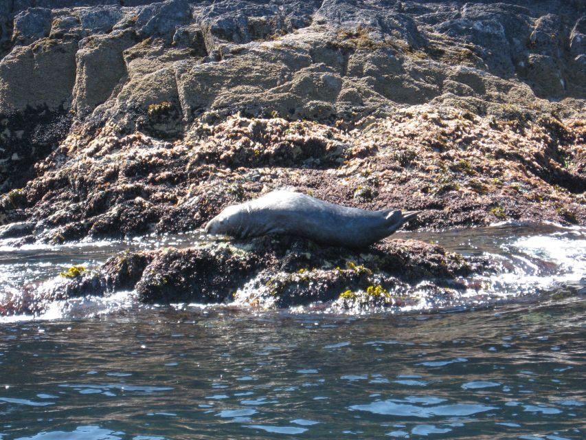 County Cork: Whale & Dolphin Watching Boat Trip - Pack like a local: what to bring for Cork’s changeable sea weather