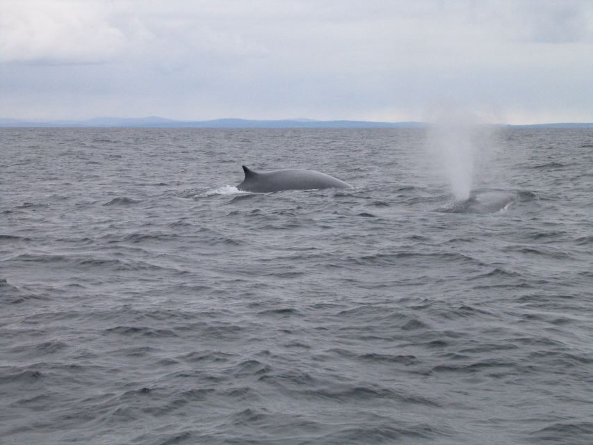 County Cork: Whale & Dolphin Watching Boat Trip - Who should book this trip, and who should think twice