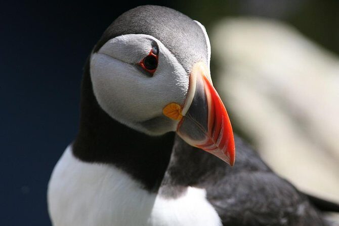 Dingle Boat Tours RIB Adventure Private - Gear Up Like a Pro: Warm Coats, Life Jackets, and a Feeling of Safety