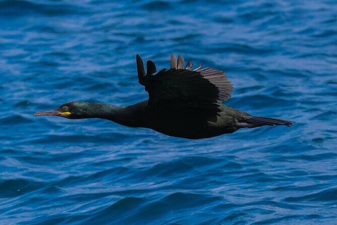 Dingle Boat Tours RIB Adventure Private - Charlie Haughey’s Island and the Red Deer Moment