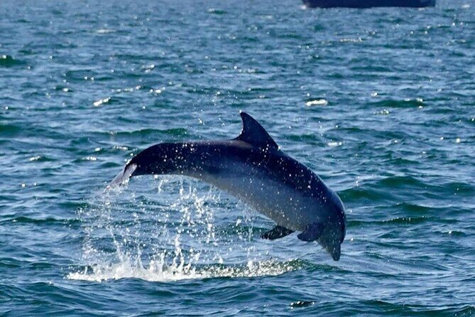 Dingle Boat Tours RIB Adventure Private - Booking Timing in Dingle: When to Lock It In