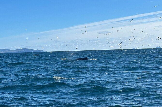 Dingle Boat Tours RIB Adventure Private - Blasket Islands, Sea Caves, and Wildlife Encounters That Feel Close
