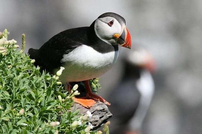 Dingle Boat Tours Wildlife RIB Adventure - What You’ll Do on the 11.5m RIB (And What to Bring)