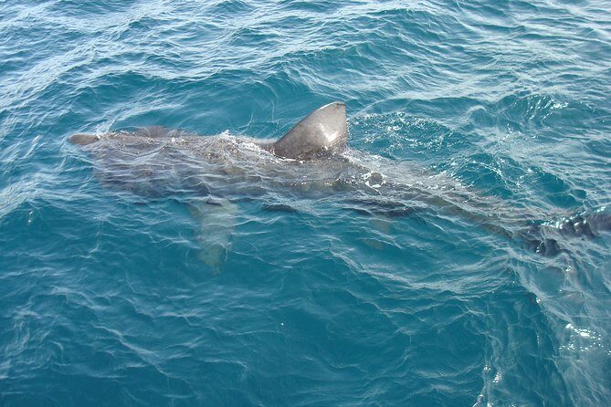 Dingle Boat Tours Wildlife RIB Adventure - Timing and Getting to Dingle Marina Without Stress