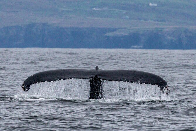 Dingle Boat Tours Wildlife RIB Adventure - Price and Value: Is $108.84 Worth It?