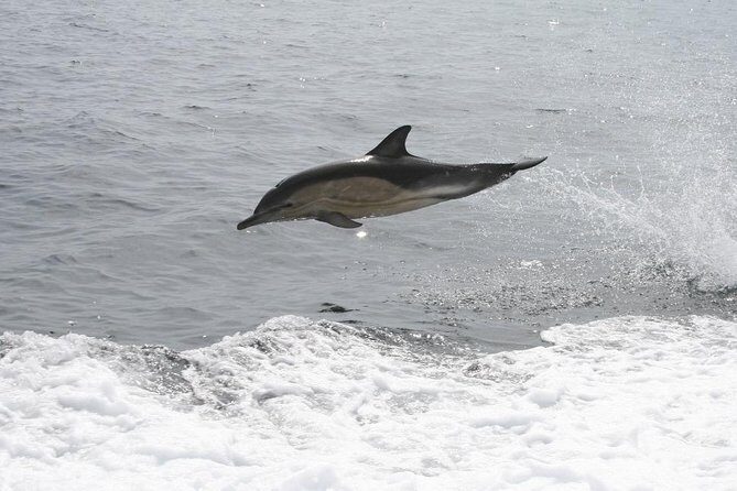Dingle Boat Tours Wildlife RIB Adventure - Weather and Water Reality: When Conditions Change Your Plan