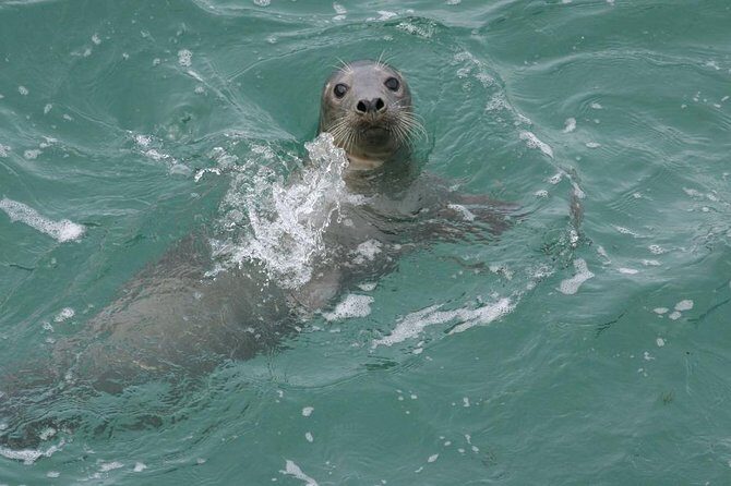 Dingle Boat Tours Wildlife RIB Adventure - Who Should Book This RIB Adventure (And Who Should Skip It)