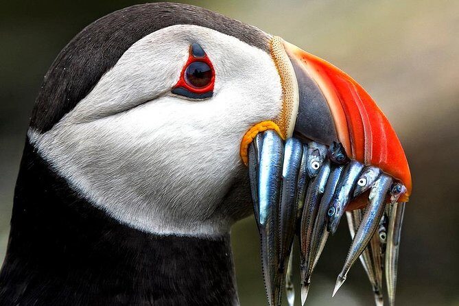 Dingle Boat Tours Wildlife RIB Adventure - Wildlife Chances: Seals, Dolphins, Whales, and Puffins (Season Matters)