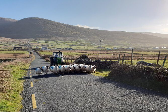 Dingle: Hour Slea Head Drive Tour 4hr - Personal Chauffeur Guide - Weather and Comfort: How to Pack for a Half-Day Coast Hit