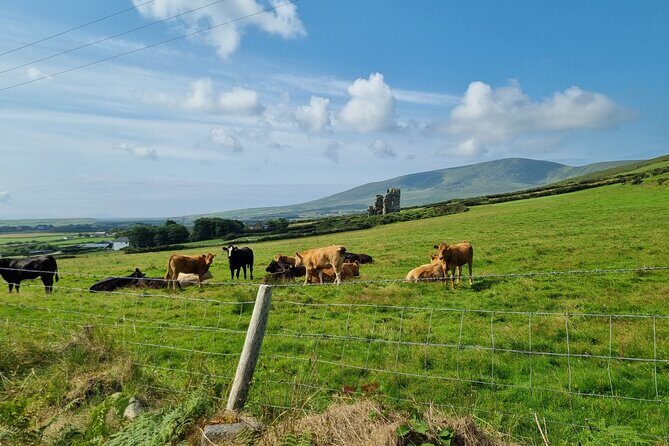 Dingle: Hour Slea Head Drive Tour 4hr - Personal Chauffeur Guide - Who This Tour Fits Best (and Who Should Skip It)