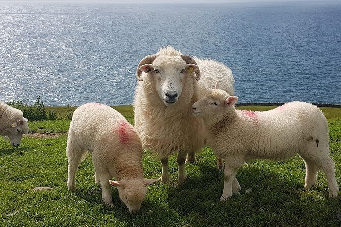 Dingle Peninsula and Slea Head Drive Group Tour - Blasket Islands views and Coumeenoole Beach: wind, color, and quiet time