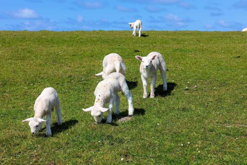 Dingle Peninsula & Slea Head Drive: Tour from Killarney - Inch Beach and the Dingle-side detour you can plan around