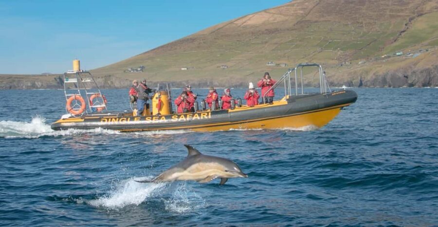 Dingle: Sea Safari by RIB Boat - Key points that matter before you go