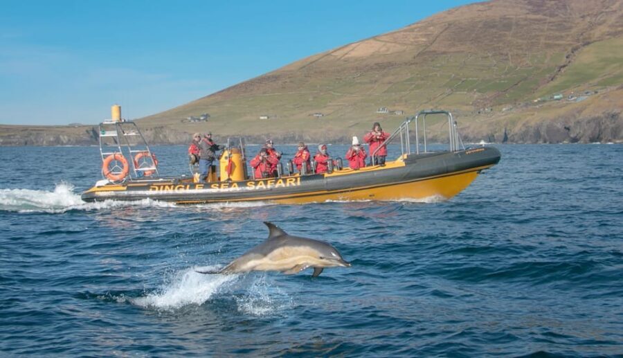 Dingle: Sea Safari by RIB Boat - West Kerry coastline views and the captain’s stories