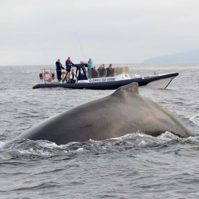 Dingle: Sea Safari by RIB Boat - Price and value: why $125 can make sense here