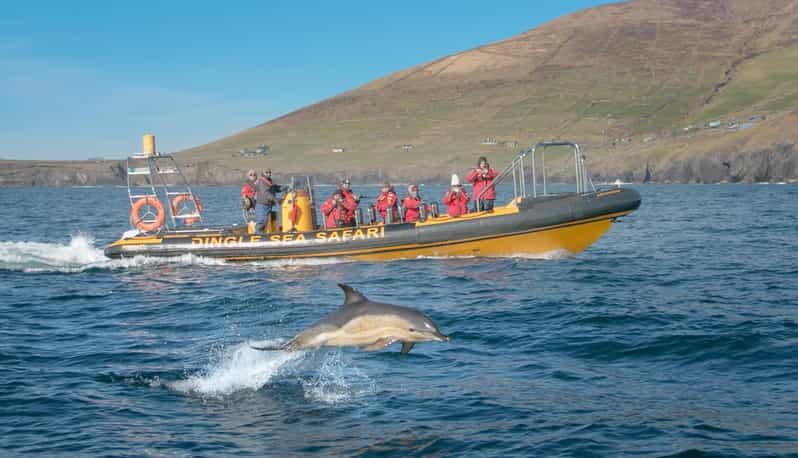 Dingle: Sea Safari by RIB Boat - Who should book this RIB safari, and who should skip it