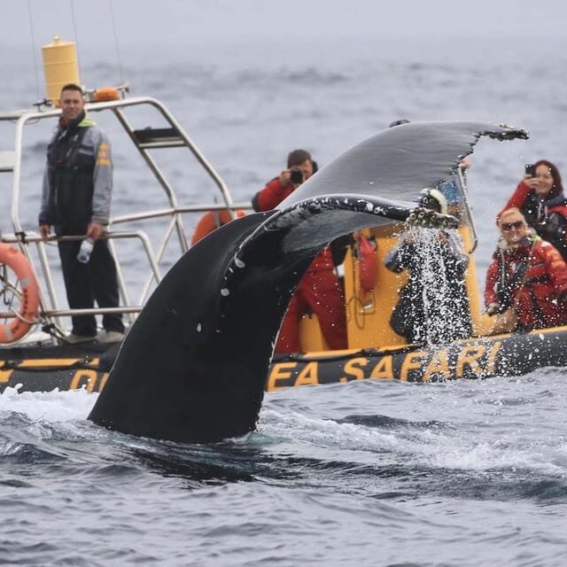 Dingle: Sea Safari by RIB Boat - Should you book Dingle: Sea Safari by RIB Boat?
