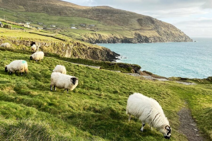 Dingle: Slea Head Photo And Sightseeing Tour - Photography Tuition That Actually Helps (Phones Included)