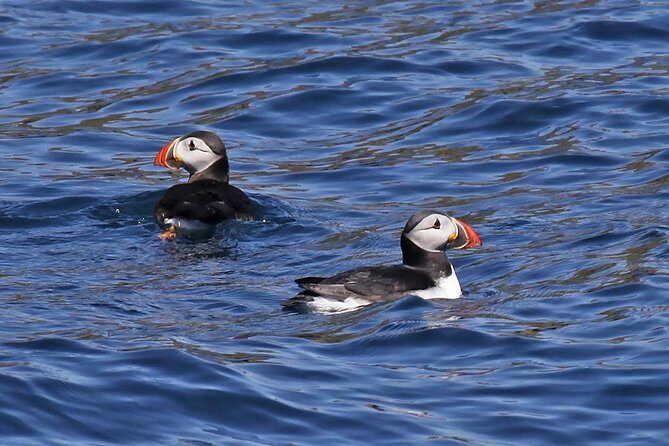 Dolphin and Whale Watching Tour from Dingle - Key things to notice before you go
